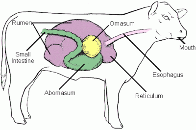 Detail Gambar Organ Pencernaan Pada Ruminansia Nomer 24