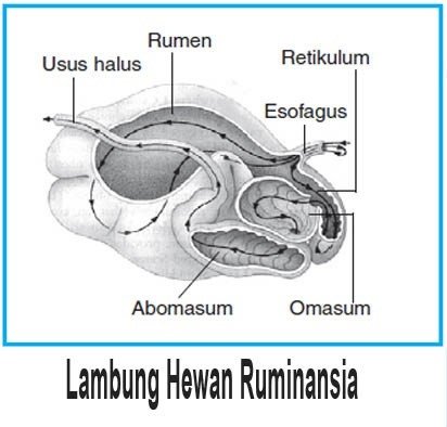 Detail Gambar Organ Pencernaan Pada Ruminansia Nomer 28