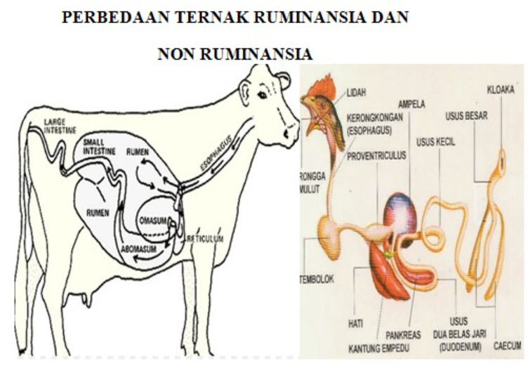 Detail Gambar Organ Pencernaan Pada Ruminansia Nomer 29