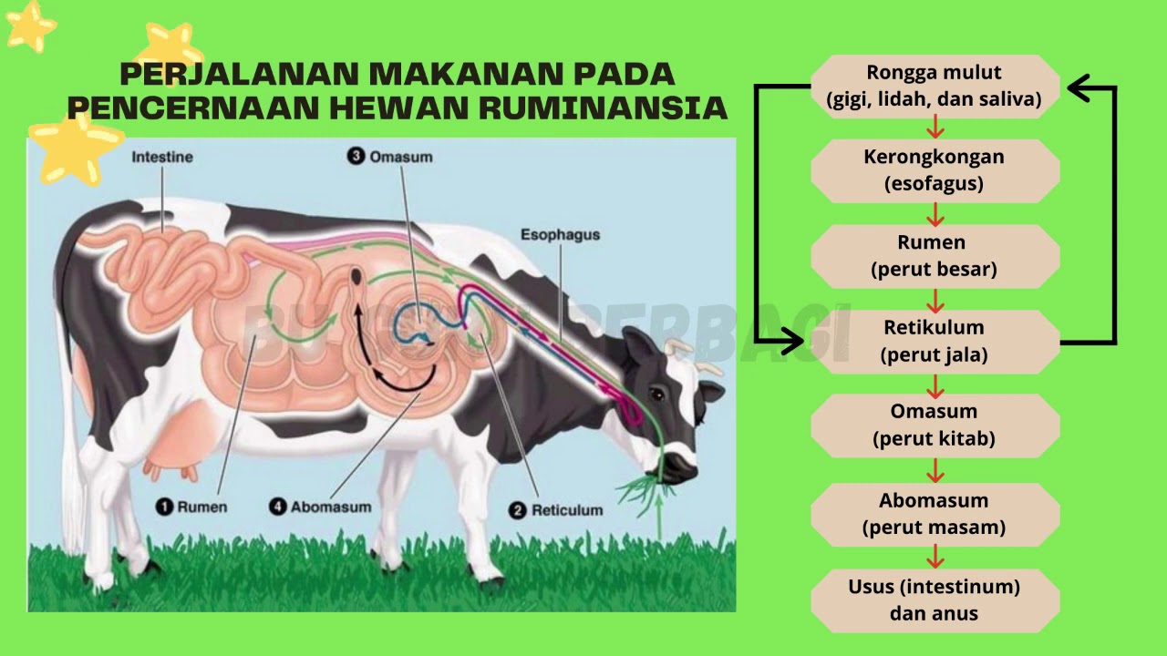 Detail Gambar Organ Pencernaan Pada Ruminansia Nomer 4