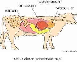 Detail Gambar Organ Pencernaan Pada Ruminansia Nomer 30