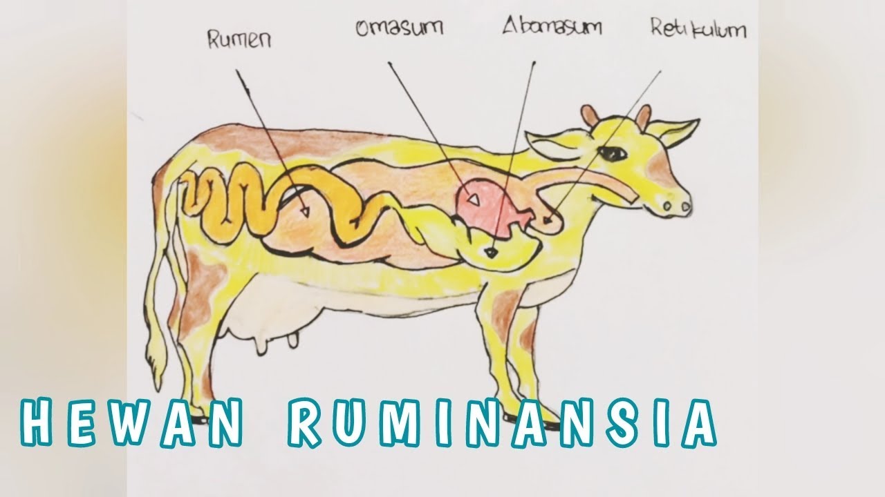 Detail Gambar Organ Pencernaan Pada Ruminansia Nomer 35