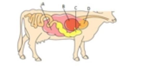 Detail Gambar Organ Pencernaan Pada Ruminansia Nomer 36