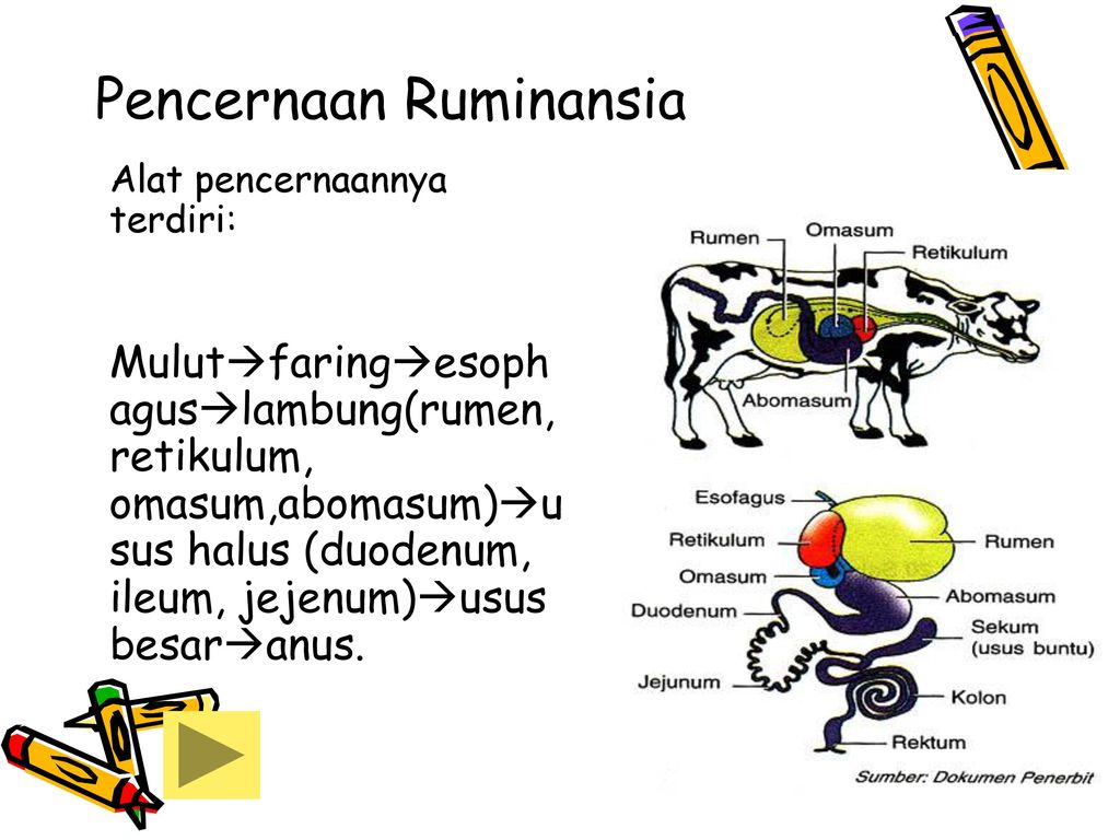 Detail Gambar Organ Pencernaan Pada Ruminansia Nomer 37