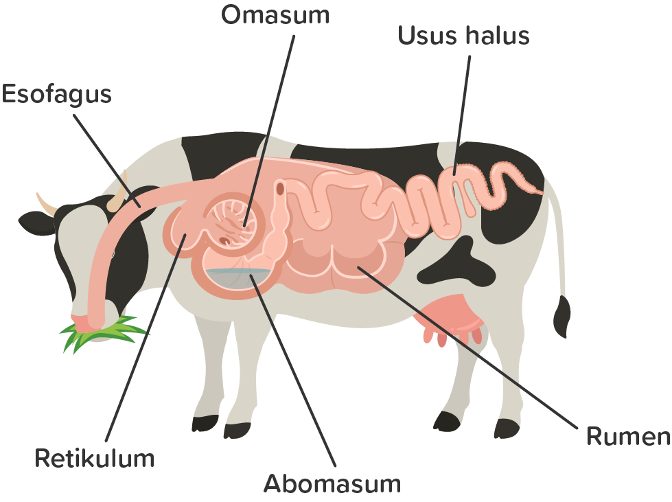 Detail Gambar Organ Pencernaan Pada Ruminansia Nomer 38