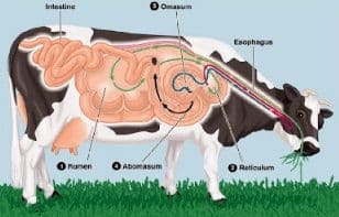 Detail Gambar Organ Pencernaan Pada Ruminansia Nomer 5