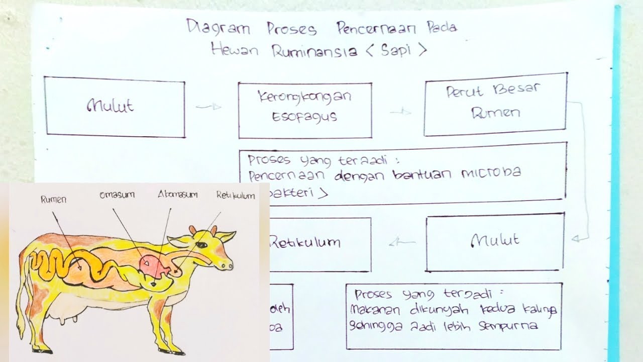 Detail Gambar Organ Pencernaan Pada Ruminansia Nomer 41