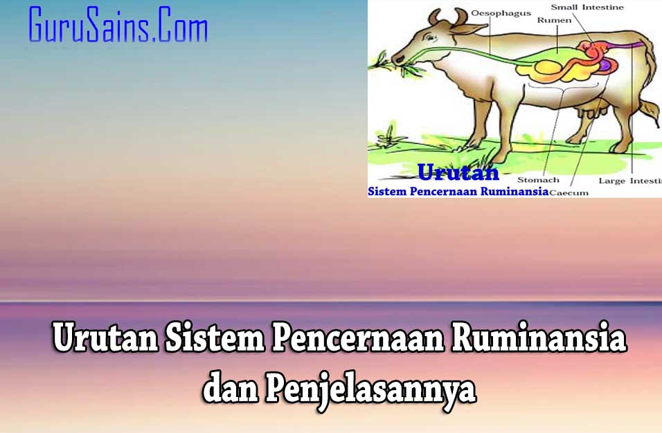 Detail Gambar Organ Pencernaan Pada Ruminansia Nomer 42