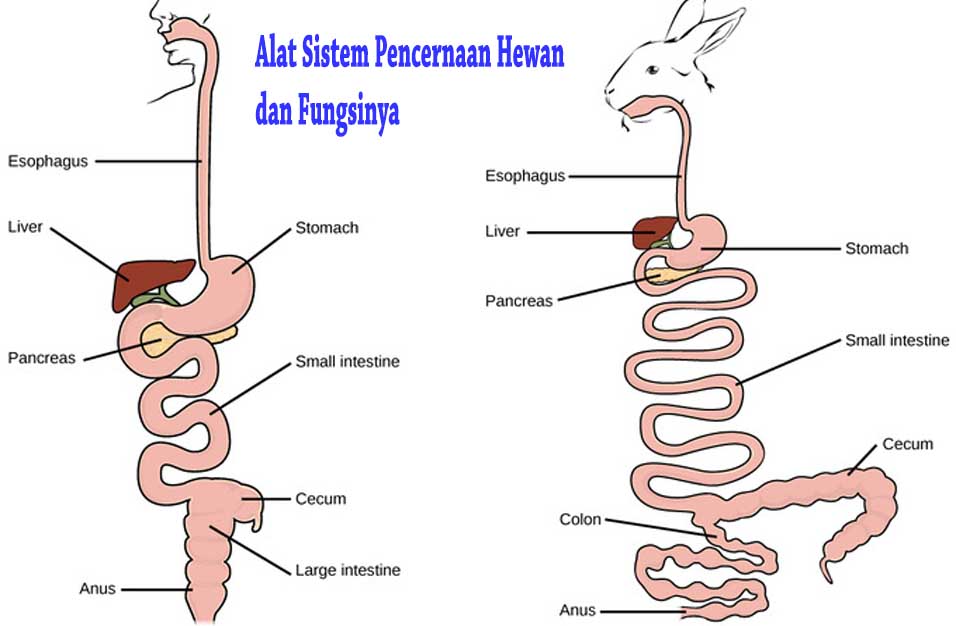 Detail Gambar Organ Pencernaan Pada Ruminansia Nomer 43