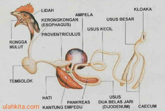 Detail Gambar Organ Pencernaan Pada Ruminansia Nomer 53