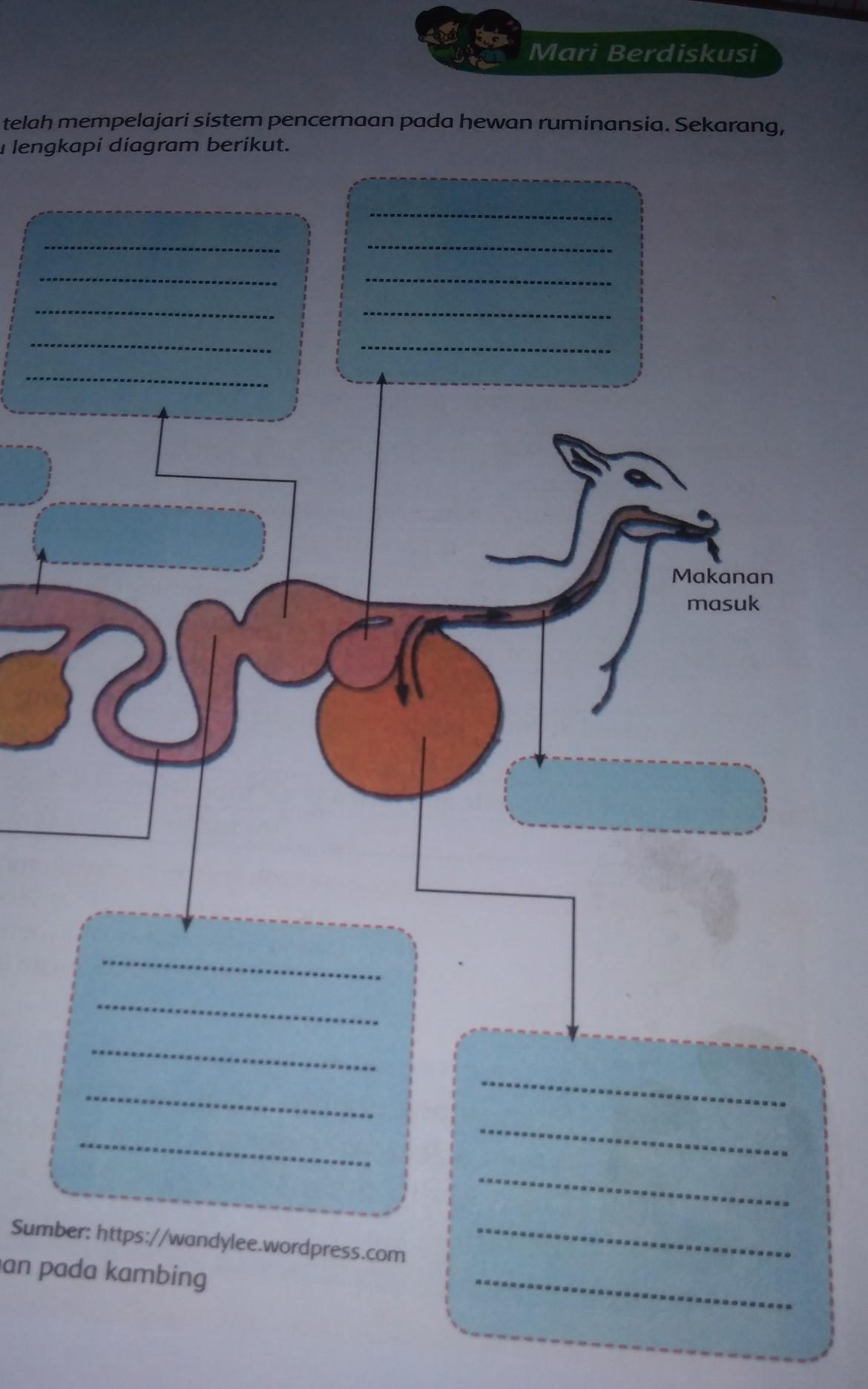 Detail Gambar Organ Pencernaan Pada Ruminansia Nomer 54