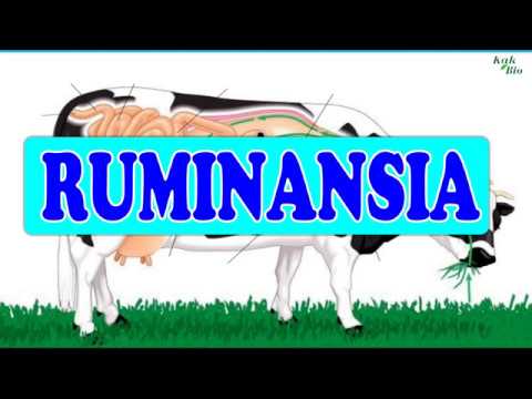 Download Gambar Organ Pencernaan Pada Ruminansia Nomer 57