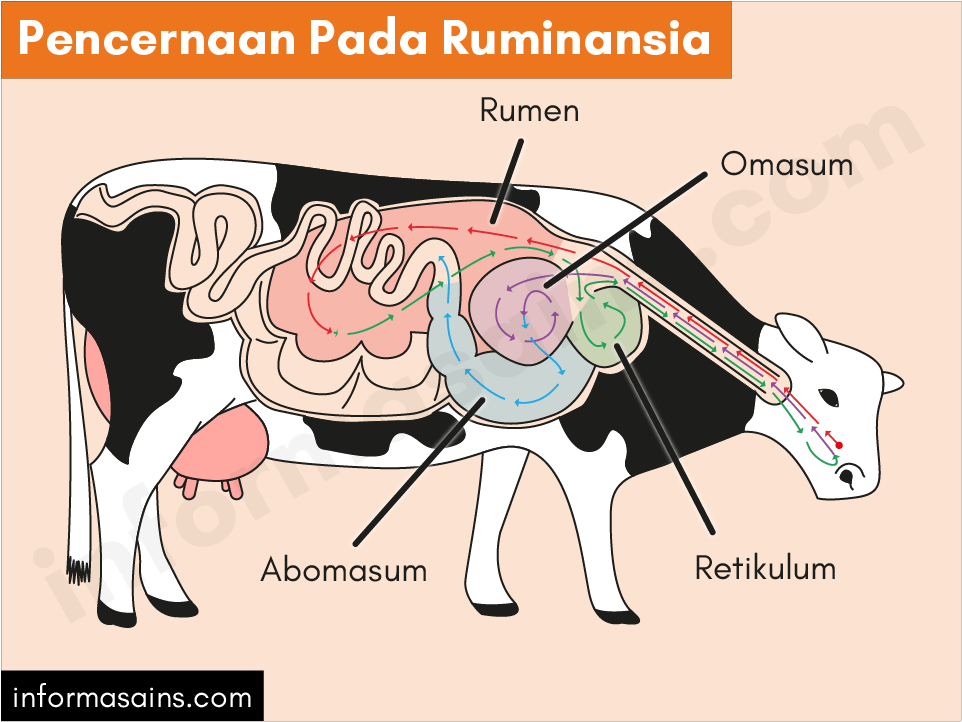 Detail Gambar Organ Pencernaan Pada Ruminansia Nomer 8