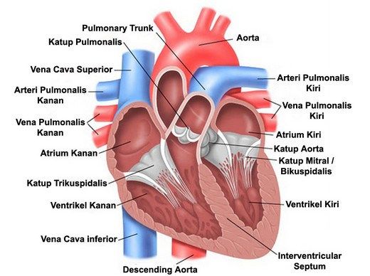 Detail Gambar Organ Peredaran Darah Nomer 11