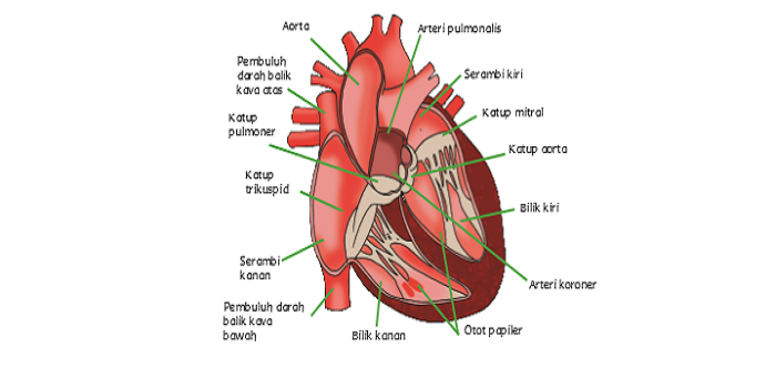 Detail Gambar Organ Peredaran Darah Nomer 4