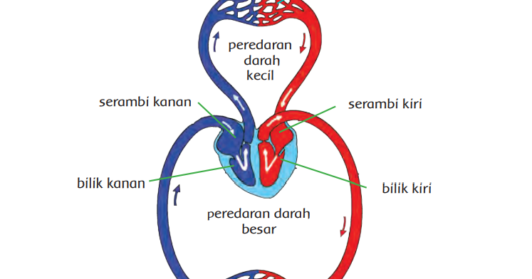 Detail Gambar Organ Peredaran Darah Nomer 46