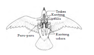 Detail Gambar Organ Pernapasan Burung Nomer 16