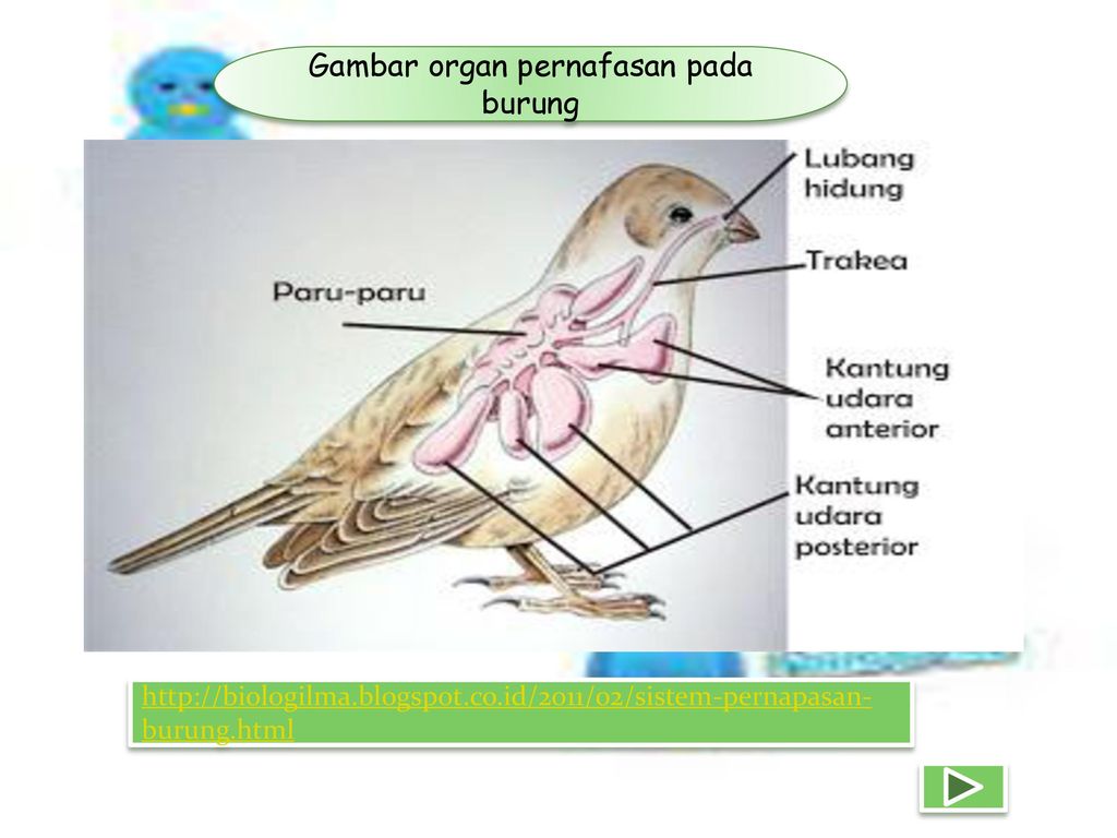 Detail Gambar Organ Pernapasan Burung Nomer 18