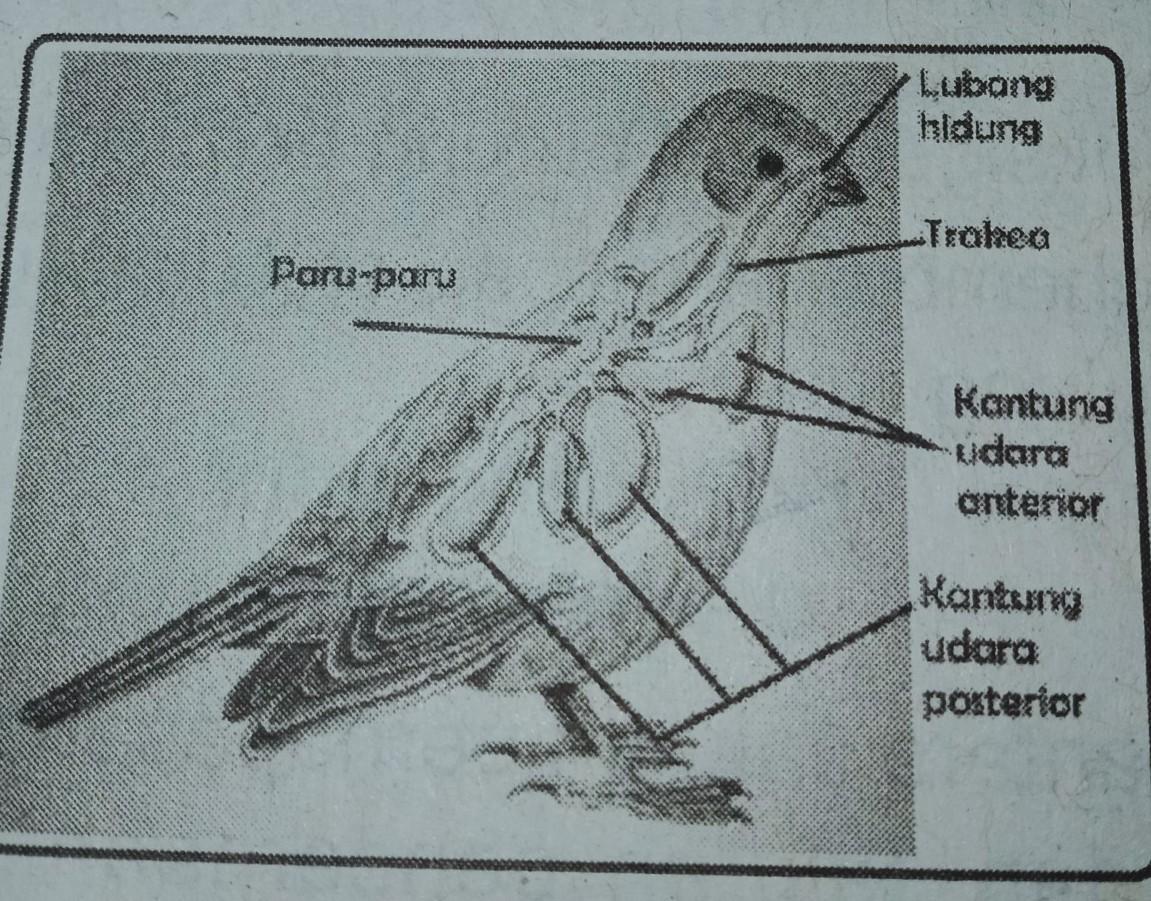 Detail Gambar Organ Pernapasan Burung Nomer 23