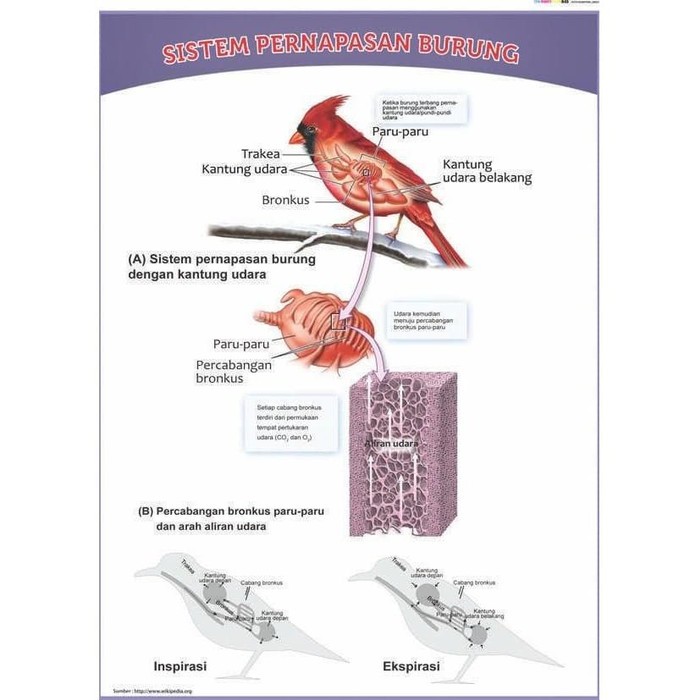 Detail Gambar Organ Pernapasan Burung Nomer 27