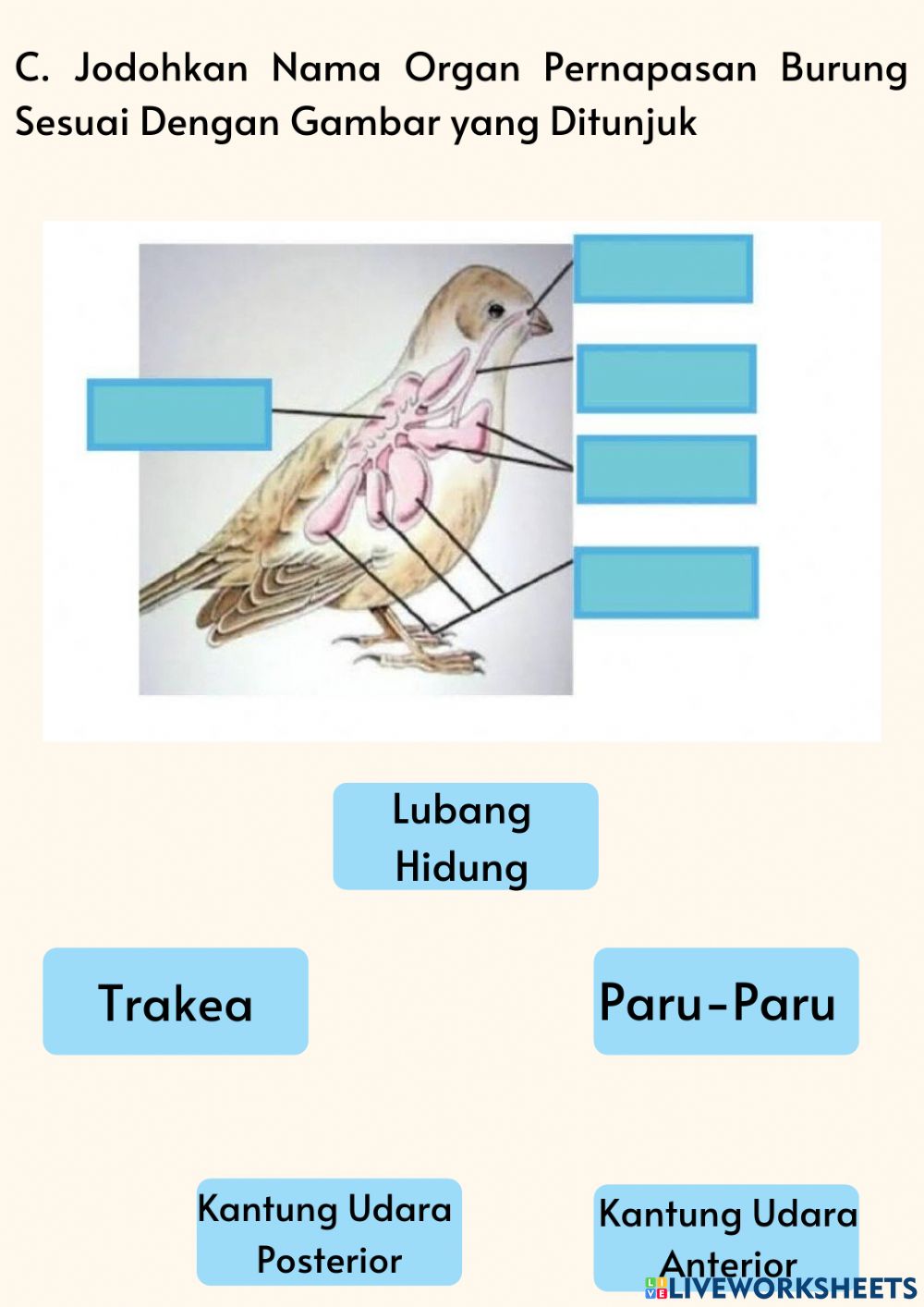 Detail Gambar Organ Pernapasan Burung Nomer 28