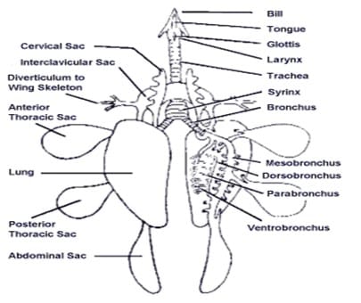 Detail Gambar Organ Pernapasan Burung Nomer 30