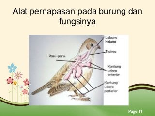 Detail Gambar Organ Pernapasan Burung Nomer 37