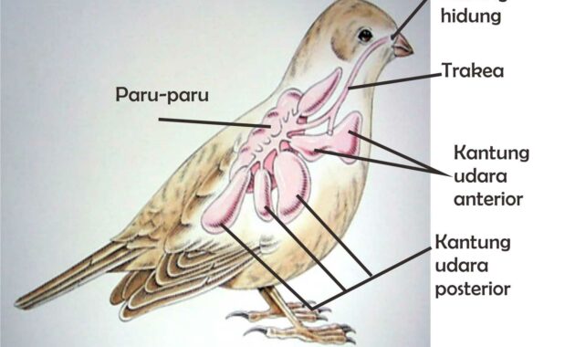 Detail Gambar Organ Pernapasan Burung Nomer 6