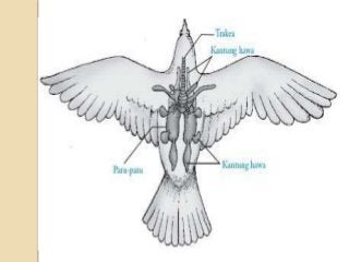 Detail Gambar Organ Pernapasan Burung Nomer 47