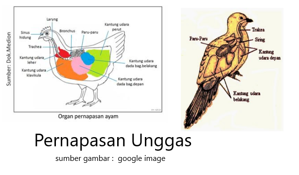 Detail Gambar Organ Pernapasan Burung Nomer 48