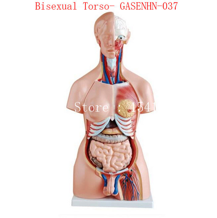 Detail Gambar Organ Perut Nomer 19