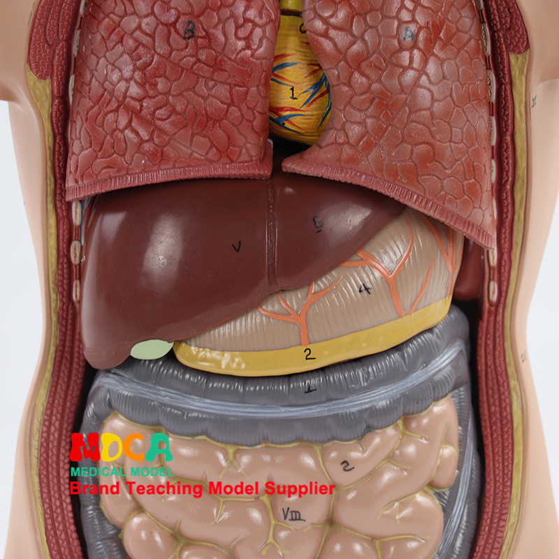 Detail Gambar Organ Perut Nomer 23