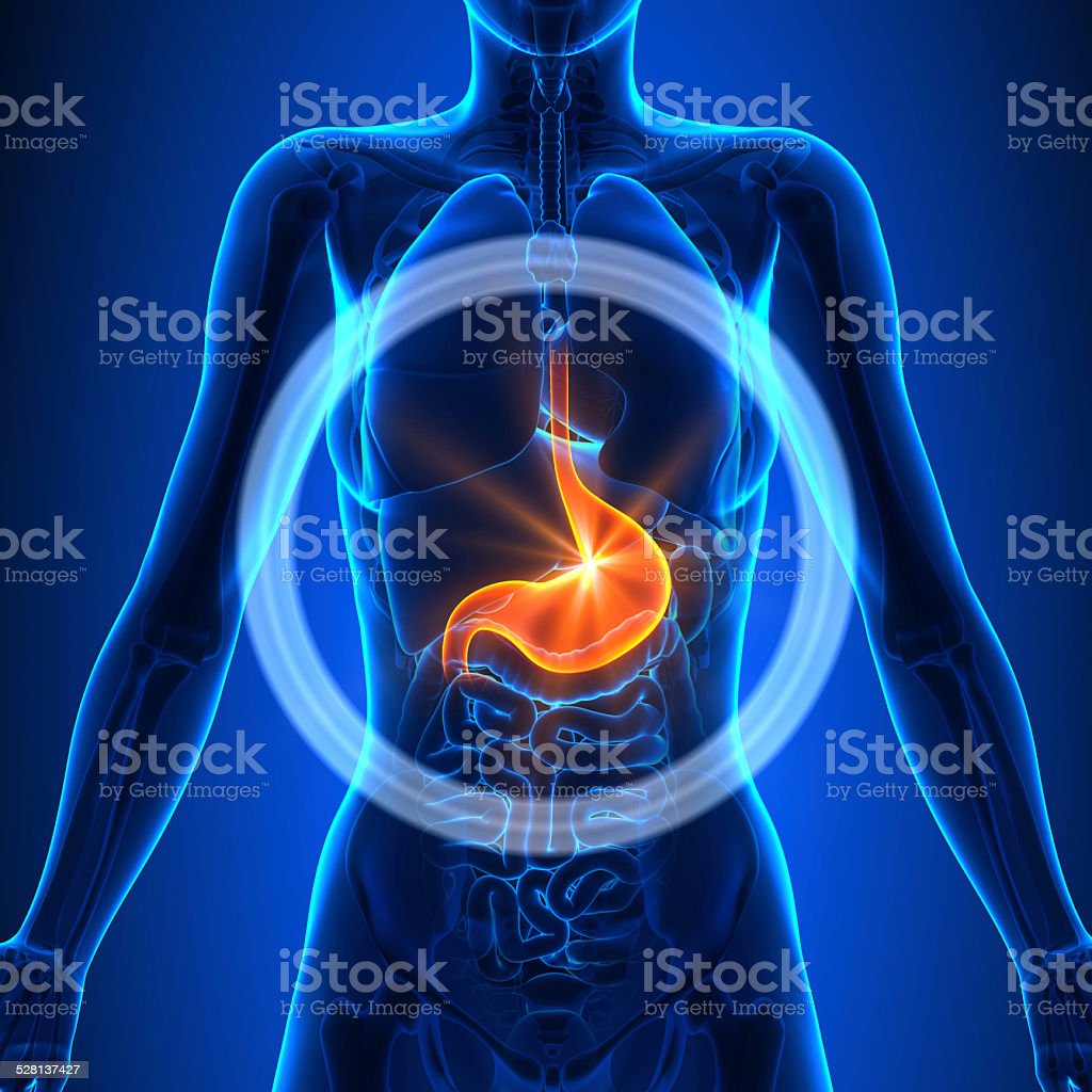 Detail Gambar Organ Perut Nomer 25