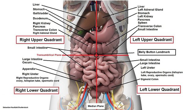 Detail Gambar Organ Perut Nomer 5