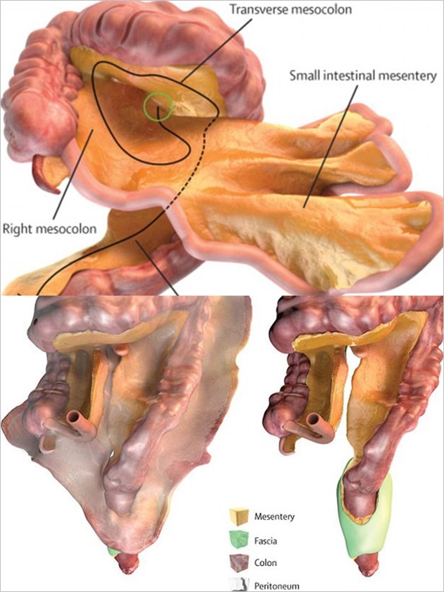 Detail Gambar Organ Perut Nomer 46