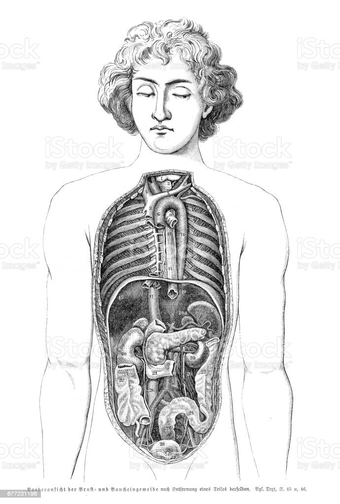 Detail Gambar Organ Perut Nomer 48