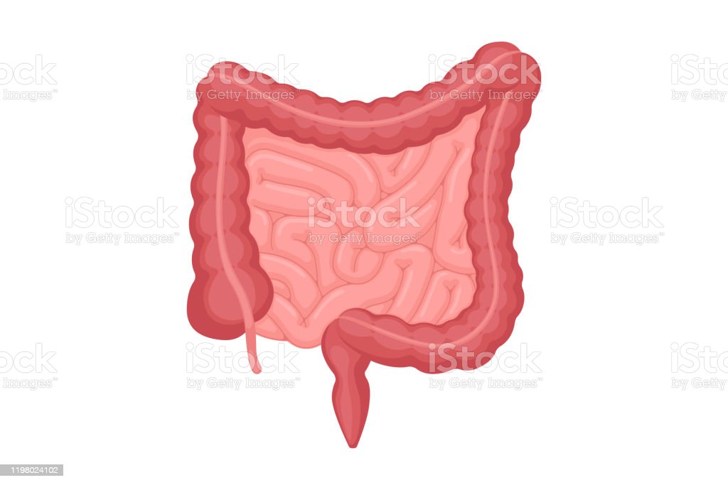 Detail Gambar Organ Perut Nomer 53