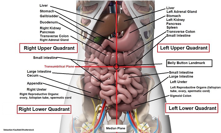 Detail Gambar Organ Perut Sebelah Kiri Nomer 4
