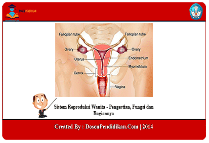 Detail Gambar Organ Reproduksi Nomer 40