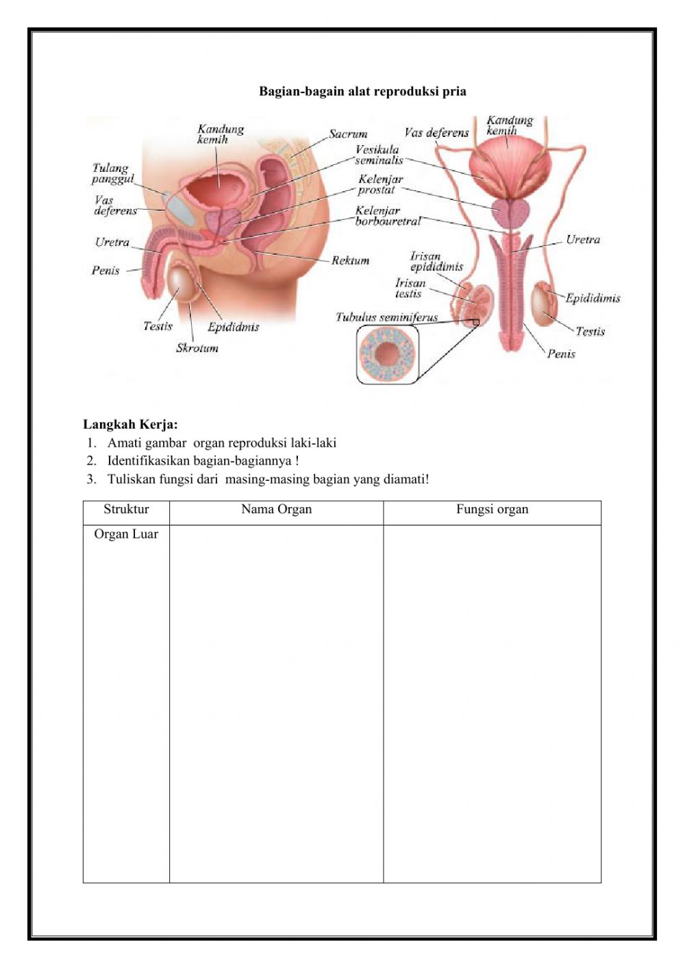 Detail Gambar Organ Reproduksi Nomer 50