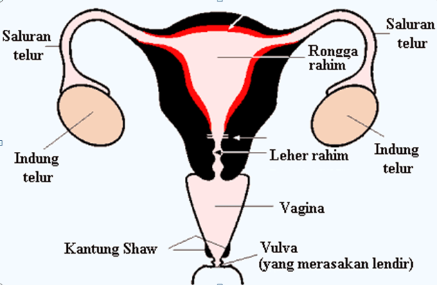 Detail Gambar Organ Reproduksi Nomer 53