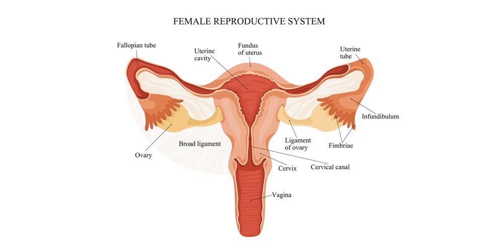 Detail Gambar Organ Reproduksi Pada Perempuan Nomer 18