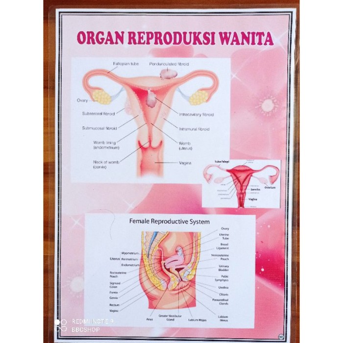 Detail Gambar Organ Reproduksi Pada Perempuan Nomer 20