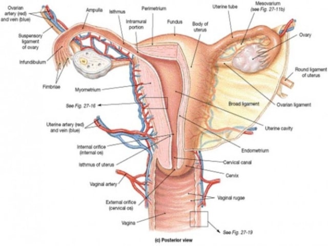 Detail Gambar Organ Reproduksi Pada Perempuan Nomer 26