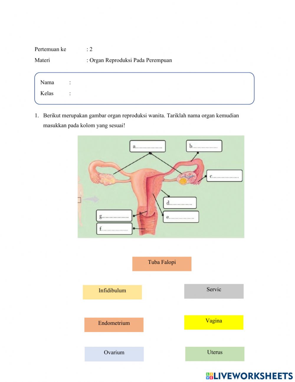 Detail Gambar Organ Reproduksi Pada Perempuan Nomer 30