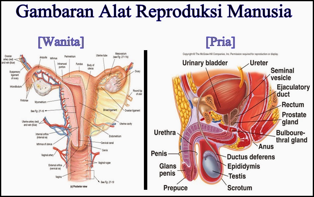 Detail Gambar Organ Reproduksi Pada Perempuan Nomer 36