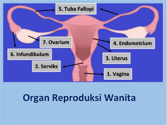 Detail Gambar Organ Reproduksi Pada Perempuan Nomer 38