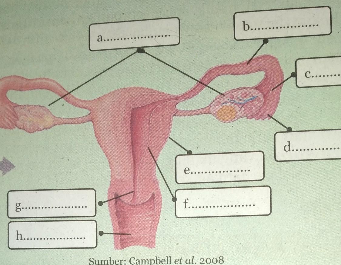 Detail Gambar Organ Reproduksi Pada Perempuan Nomer 40