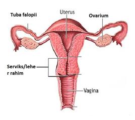 Detail Gambar Organ Reproduksi Pada Perempuan Nomer 44