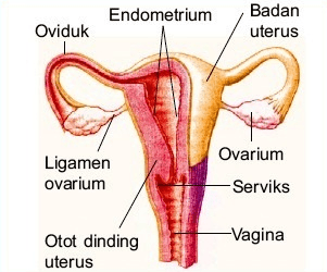 Detail Gambar Organ Reproduksi Pada Perempuan Nomer 5